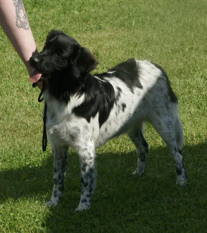Stabyhoun