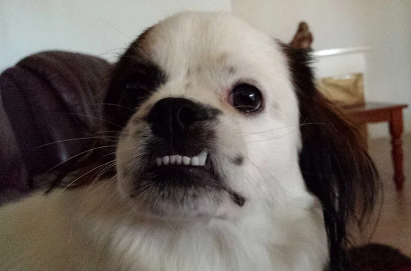 Tibetan Spaniel
