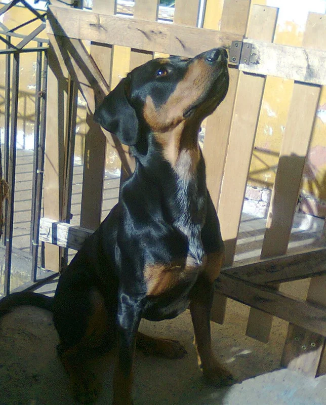 Transylvanian Hound