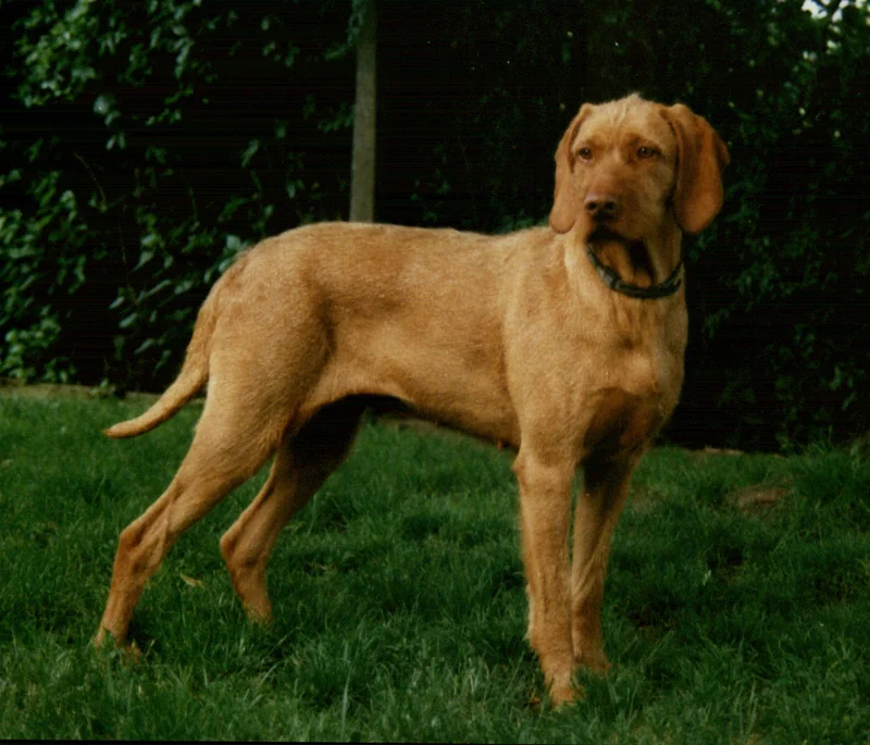 Wirehaired Vizsla