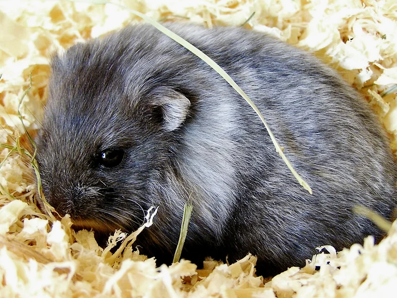 Campbell's dwarf hamster (Phodopus campbelli)
