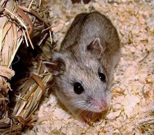 Chinese hamster (Cricetulus griseus)