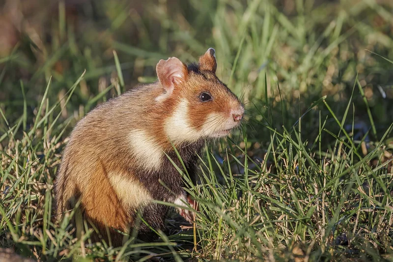 European hamster (Cricetus cricetus)