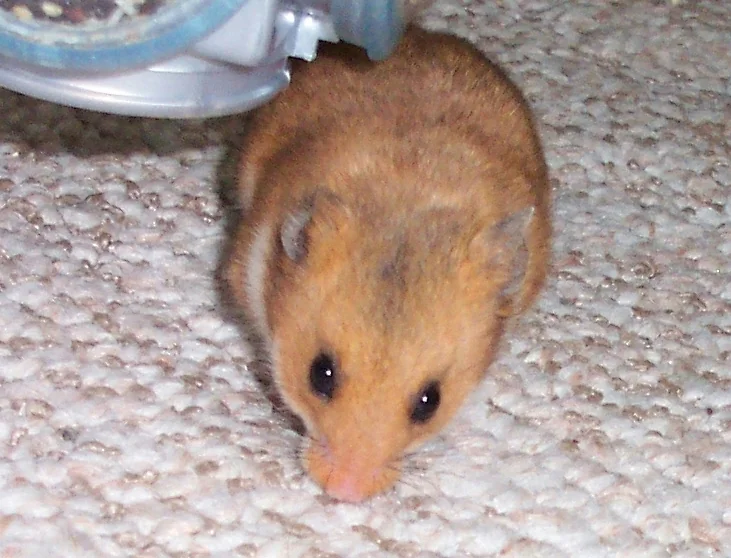 Hamster (representative photo: Syrian hamster, Mesocricetus auratus)