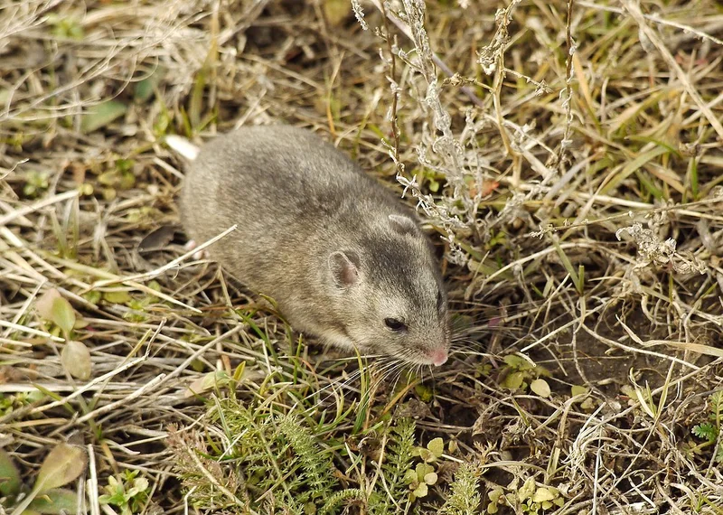 Gray hamster (Cricetulus migratorius)