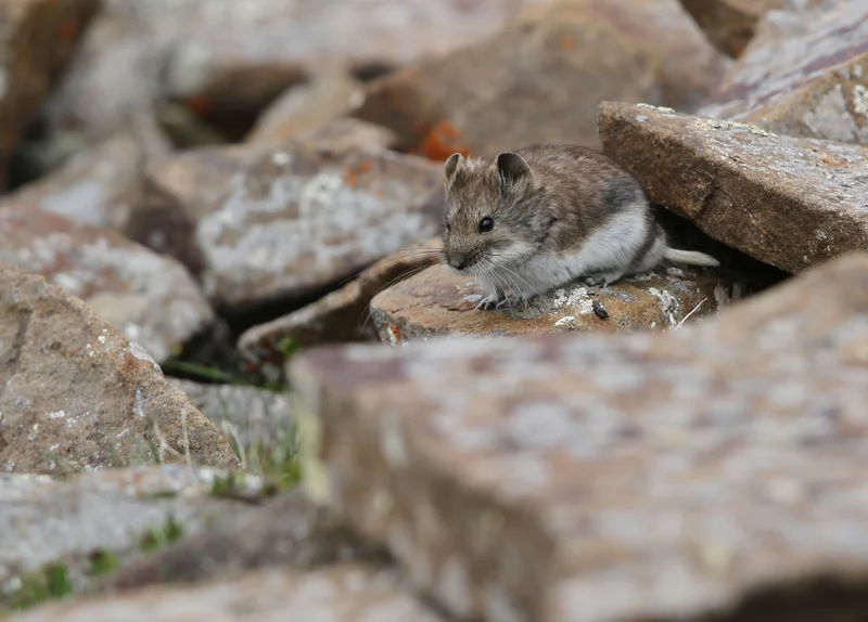 Kam dwarf hamster (Cricetulus kamensis)
