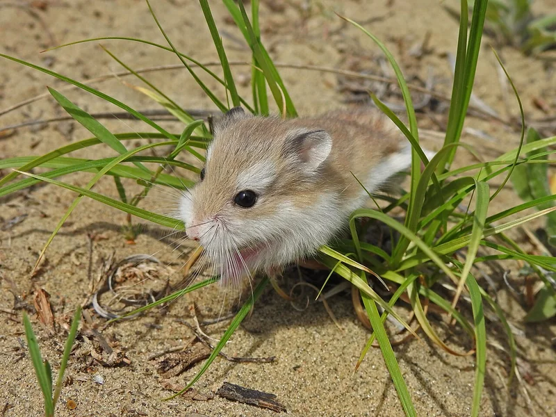 Roborovski dwarf hamster (Phodopus roborovskii)