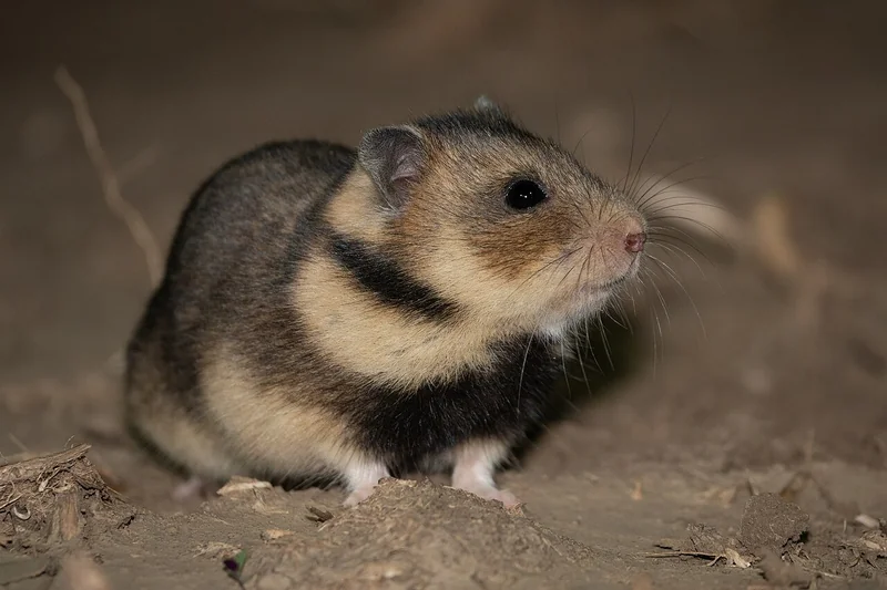 Romanian hamster (Mesocricetus newtoni)