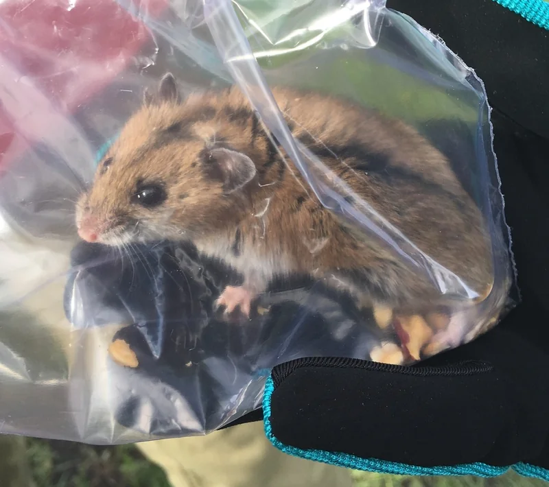 Striped dwarf hamster (Cricetulus barabensis)