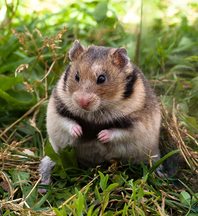 Turkish hamster (Mesocricetus brandti)