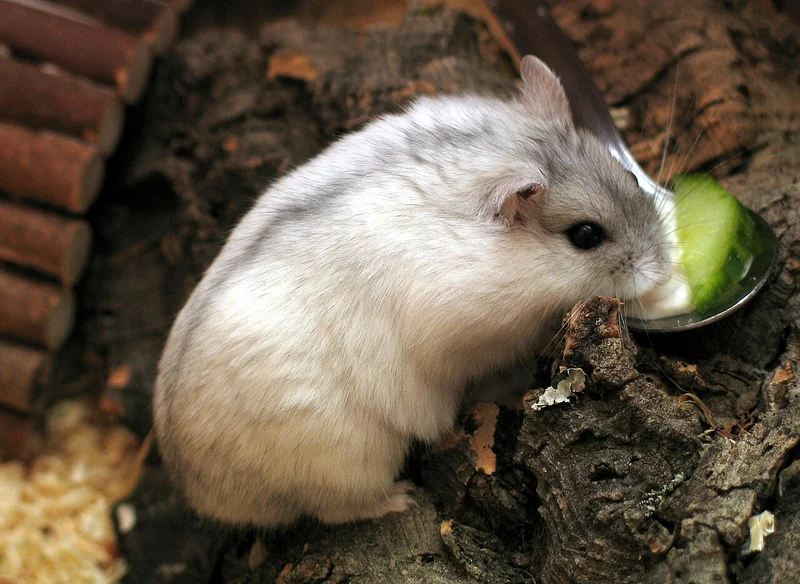 Winter white dwarf hamster (Phodopus sungorus)