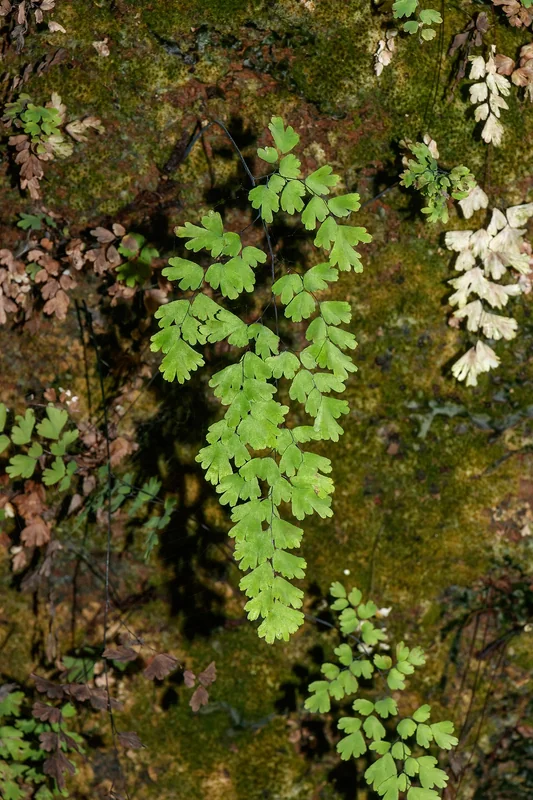 Southern Maidenhair Fern (Adiantum capillus-veneris)