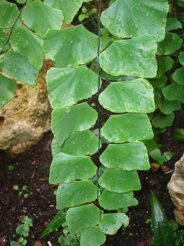 Adiantum peruvianum silver dollar maidenhair fern with large round pinnae