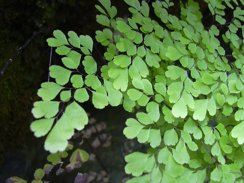 Delta maidenhair fern (Adiantum raddianum)