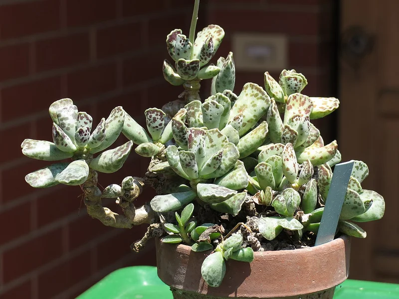 Adromischus cooperi with spotted egg-shaped succulent leaves