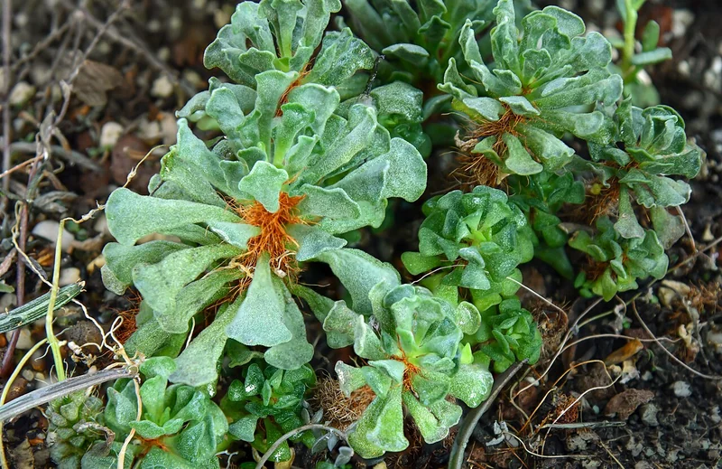 Adromischus cristatus compact rosette with thick wedge-shaped leaves showing distinctive wavy crinkled upper margin