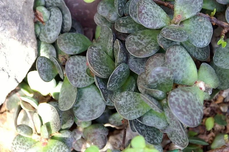 Adromischus maculatus flat paddle-shaped grey-green leaves with irregular deep-purple blotching