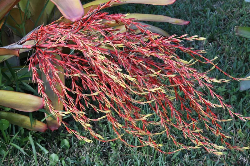 Aechmea blanchetiana striking orange-red sword-like leaves in full sun with golden-orange flower spike