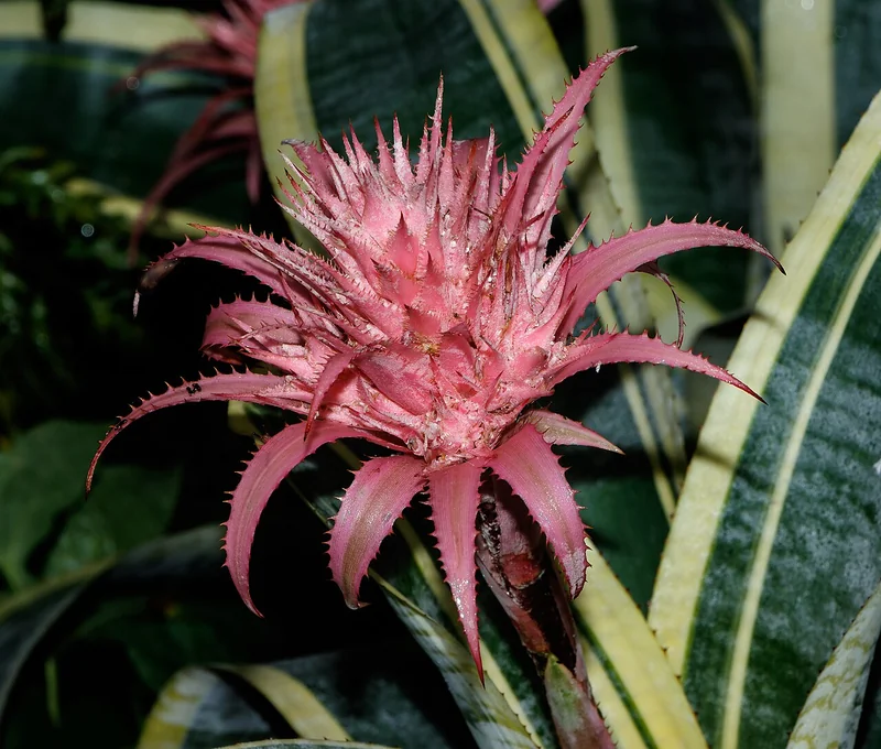 Aechmea fasciata silver vase plant with pink inflorescence and banded leaves