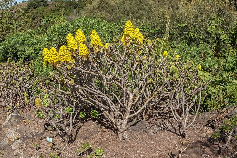 Tree Aeonium (Aeonium arboreum)