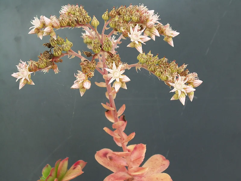 Pinwheel Aeonium (Aeonium haworthii)