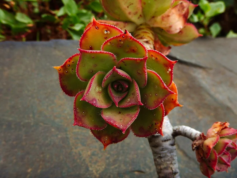 Aeonium percarneum large flat rosette with pink-edged leaves