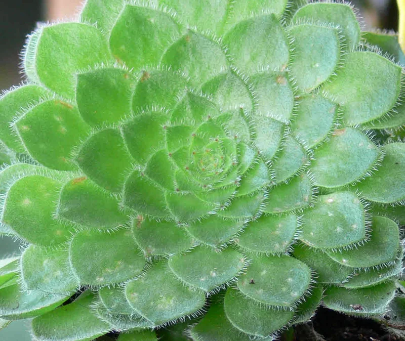 Dinner Plate Aeonium (Aeonium tabuliforme)