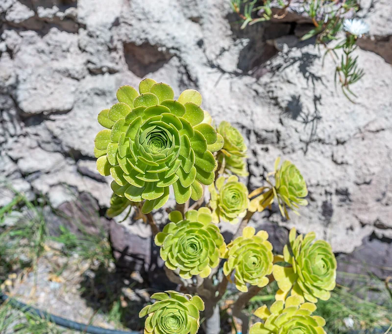 Stalked Aeonium (Aeonium undulatum)