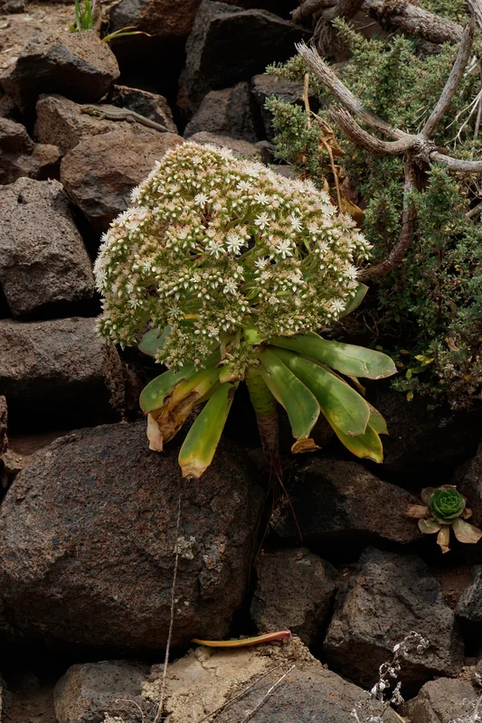 Saucer Plant (Aeonium urbicum)