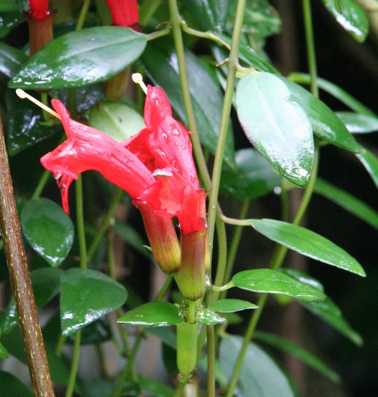 Lipstick plant (Aeschynanthus radicans)