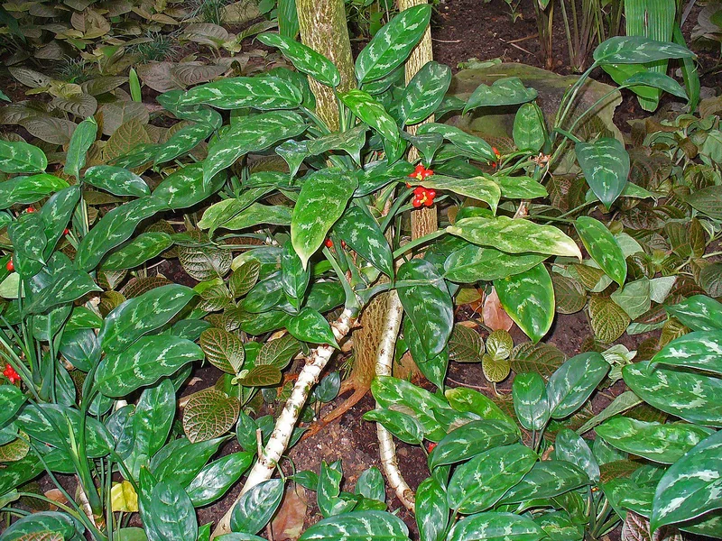 Spotted Chinese Evergreen (Aglaonema costatum)