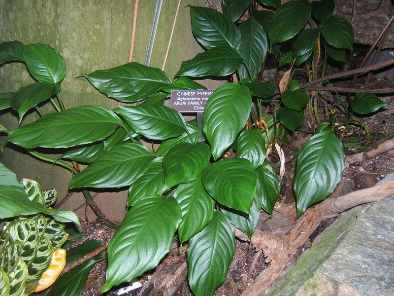 Chinese evergreen (Aglaonema modestum)