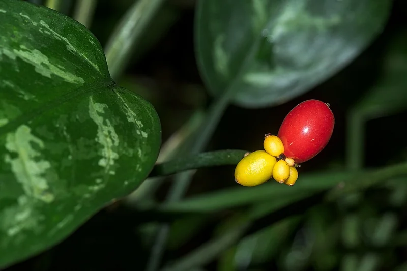Aglaonema sp.