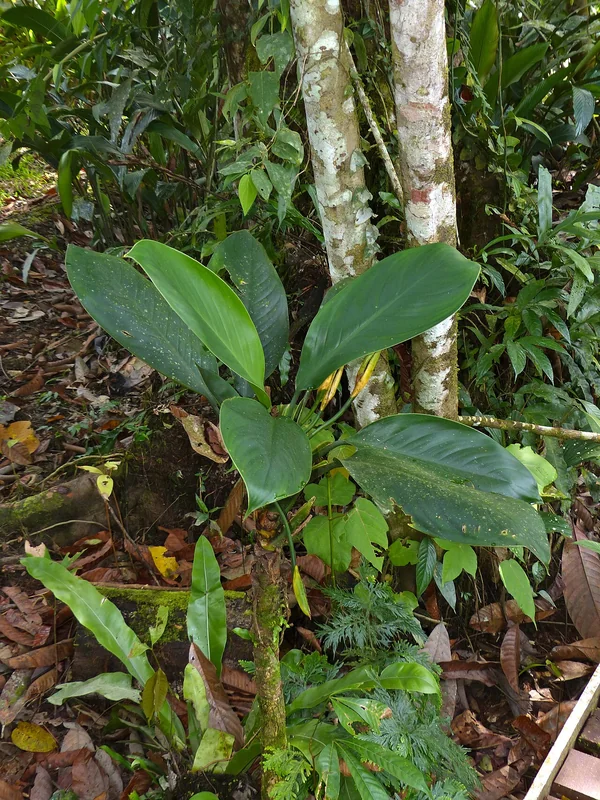 Nitidum aglaonema (Aglaonema nitidum)