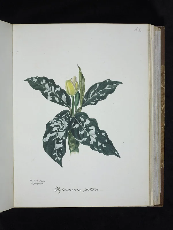 Camouflage aglaonema (Aglaonema pictum)