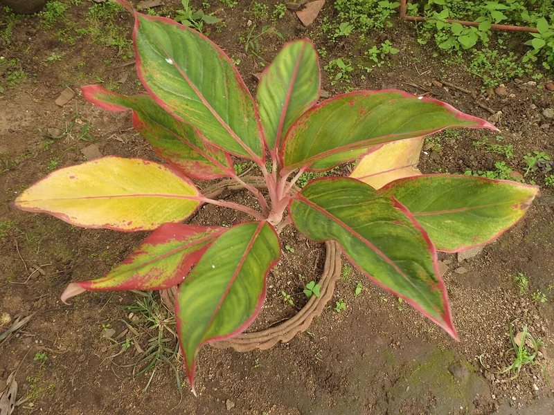 Sumatran Aglaonema (Aglaonema rotundum)