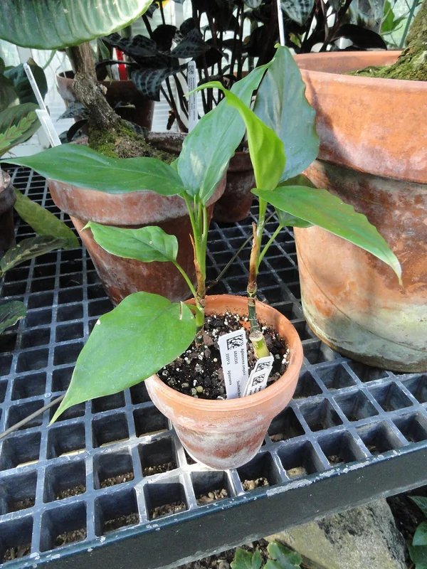 Simple-leaf Chinese Evergreen (Aglaonema simplex)