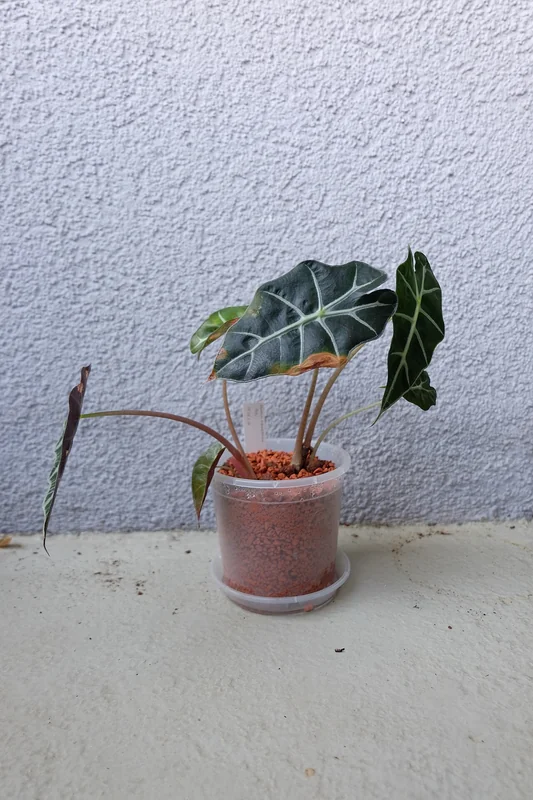Polly alocasia (Alocasia x amazonica)
