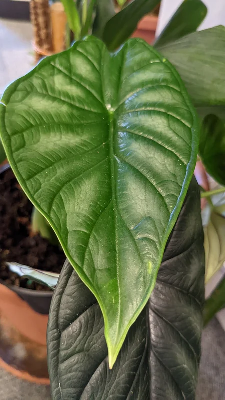 Dragon scale alocasia (Alocasia baginda)