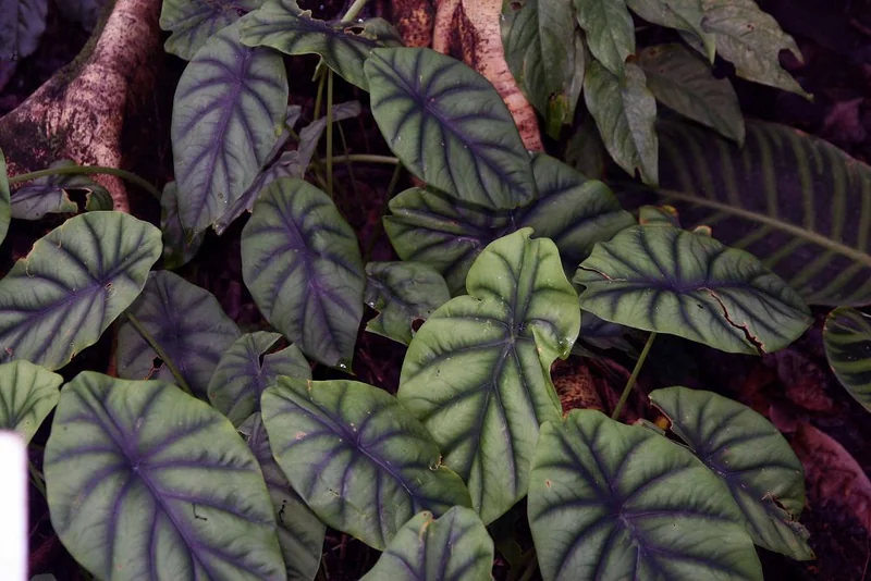 Green Shield Alocasia (Alocasia clypeolata)