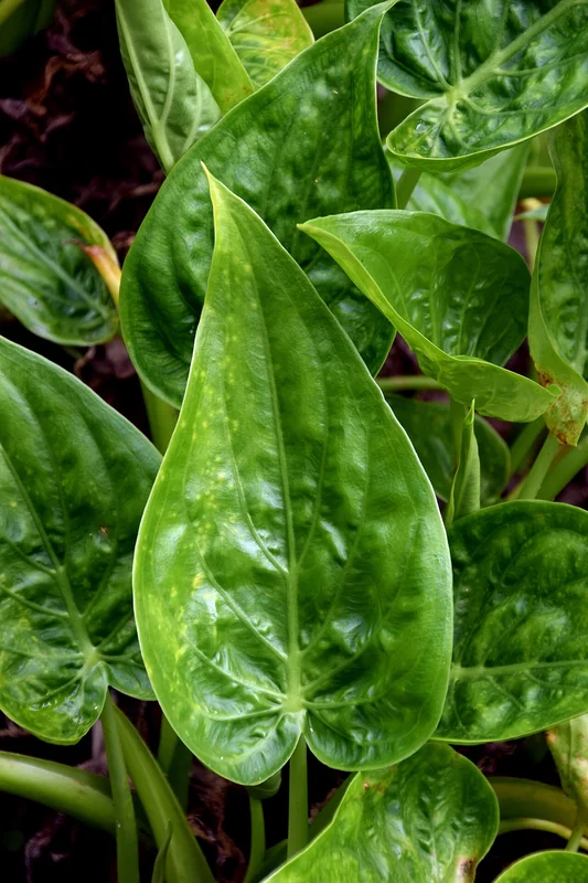 Buddha's Hand Alocasia (Alocasia cucullata)