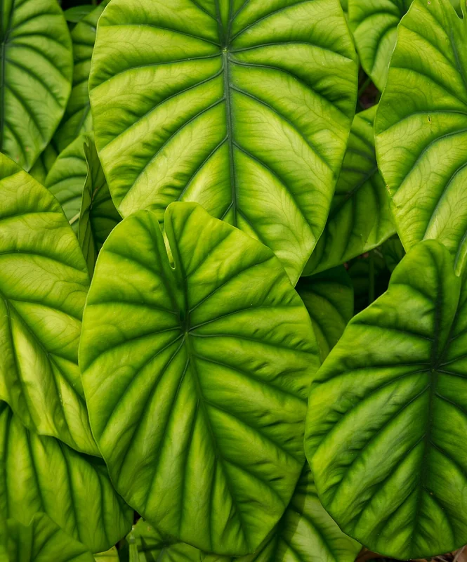 Mirror plant (Alocasia cuprea)