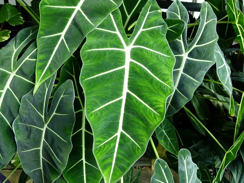 Frydek alocasia (Alocasia micholitziana)