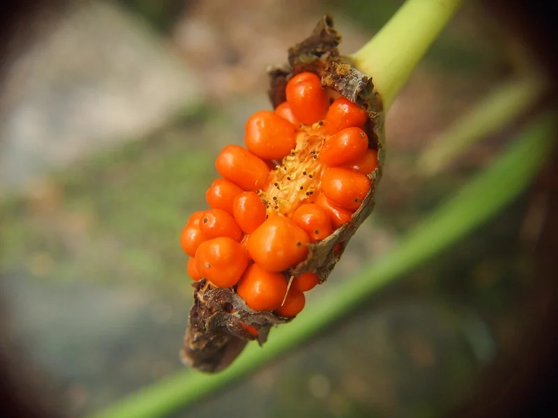 Alocasia longiloba leaf showing silver veination