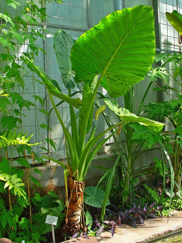 Alocasia sp.