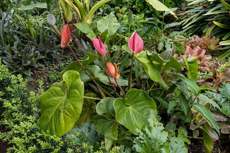 Night-scented Lily (Alocasia odora)