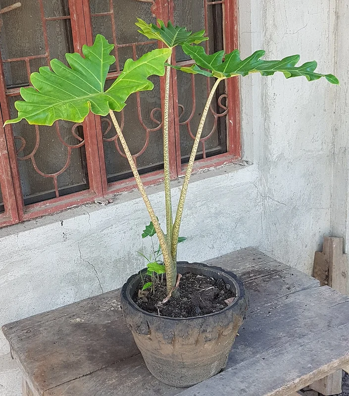 Alocasia portei with deeply lobed tropical leaves