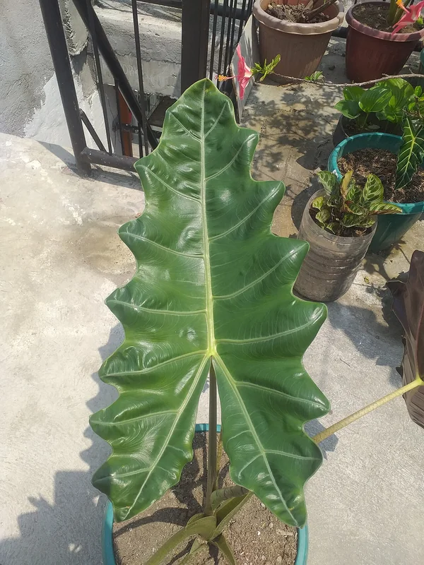 Alocasia princeps with large ribbed leaves in a botanical garden
