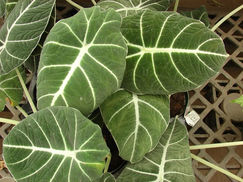 Black velvet alocasia (Alocasia reginula)