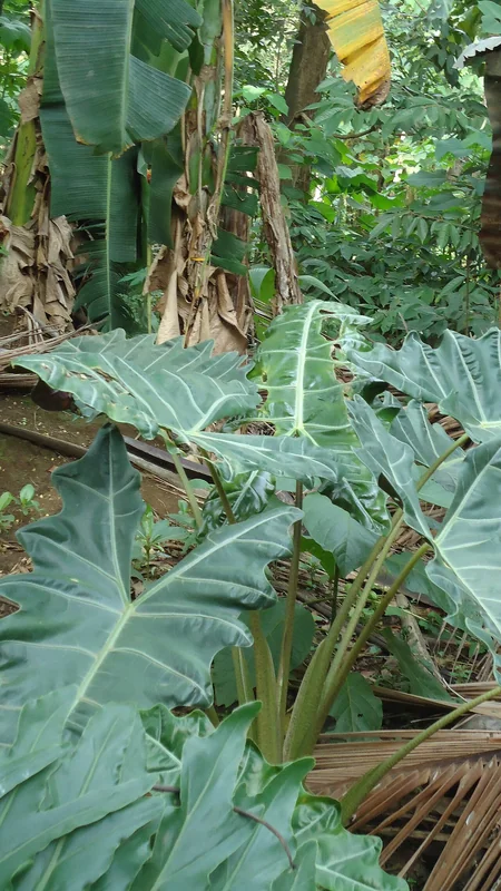 Alocasia sanderiana (Kris plant) with deeply lobed leaves